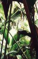 Seychellen